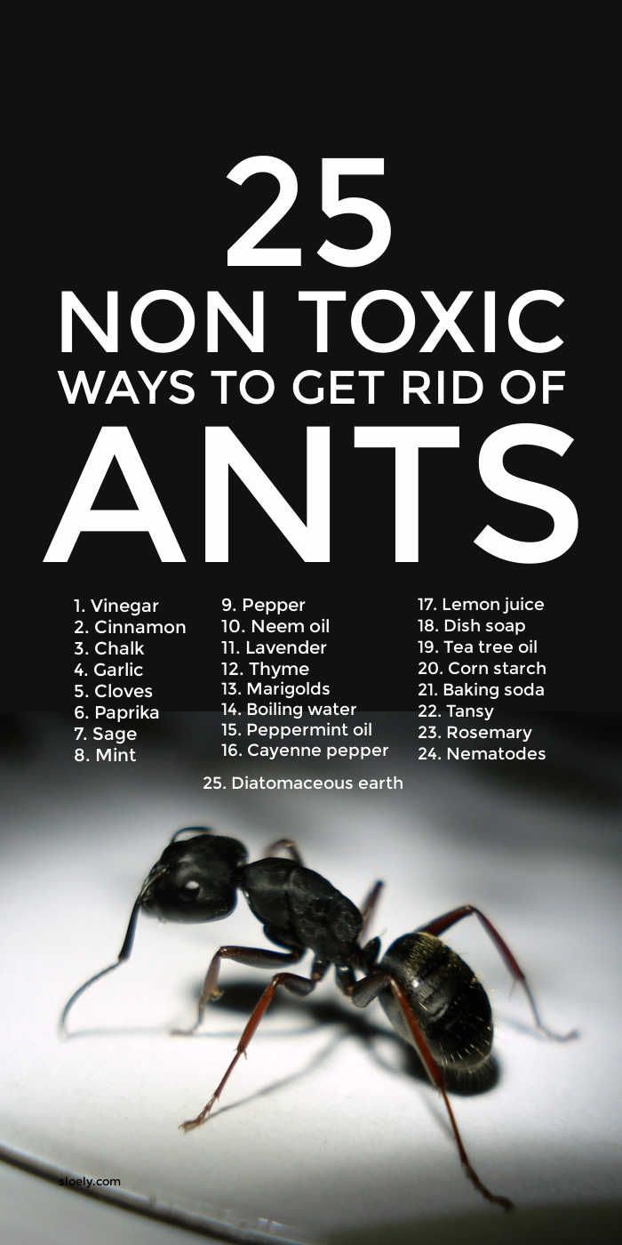 how to get rid of red ants Rid ants pest bugs repellent sloely