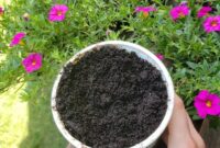 using coffee grounds in the garden Gardeningsoul mulch controlling weeds keeping