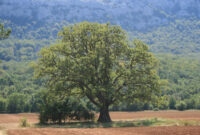 Oak White oak tree