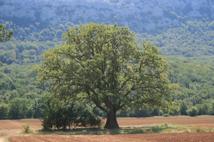 Oak White oak tree