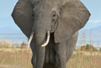 Elephant African bush elephants