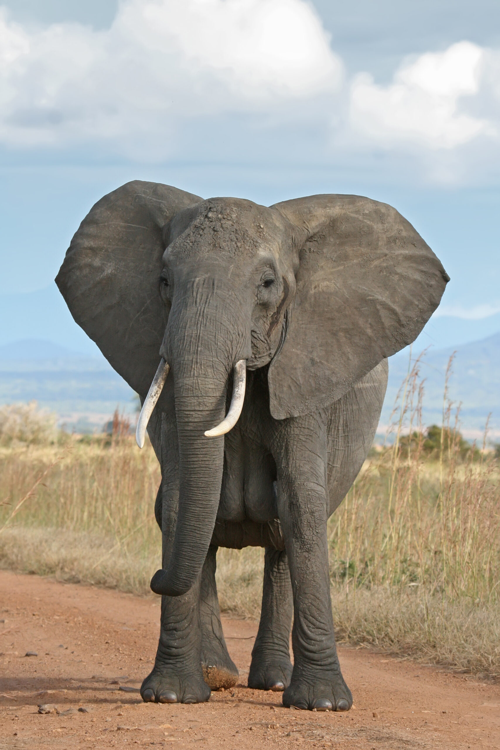 Elephant African bush elephants