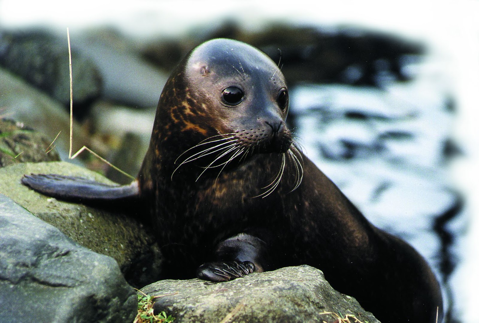 Seal Sleepy seal