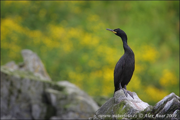 Shag Shag morski vranac ciuffo marangone naturephoto phalacrocorax