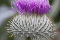 Thistle Thistle flower file commons