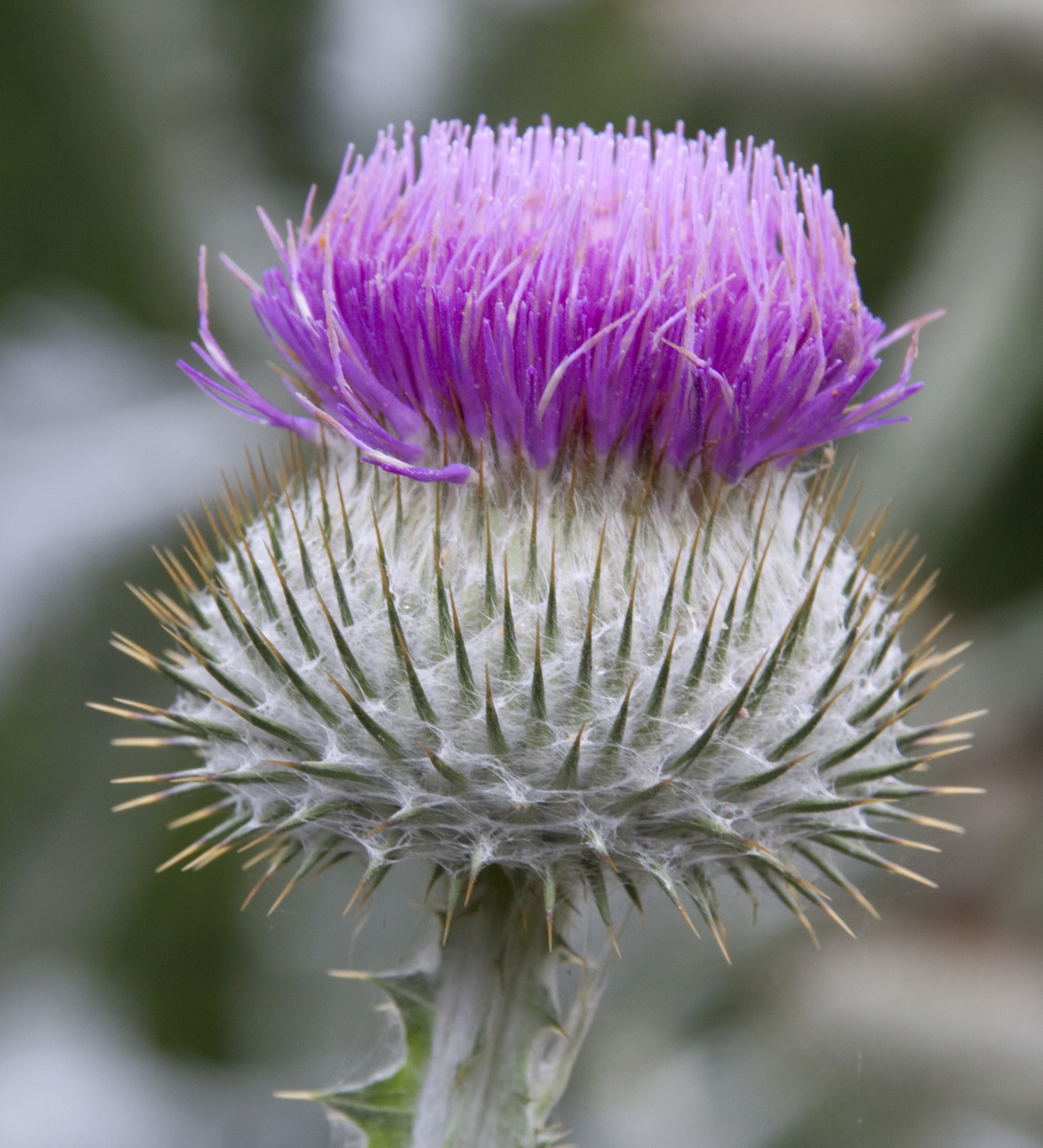 Thistle Thistle flower file commons