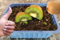 how to grow kiwi from seed How to grow a kiwi tree from seed