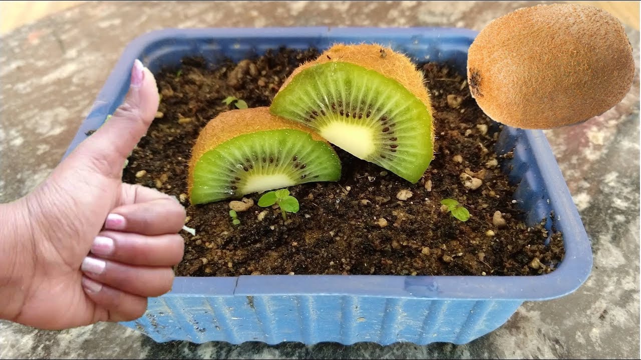 how to grow kiwi from seed How to grow a kiwi tree from seed