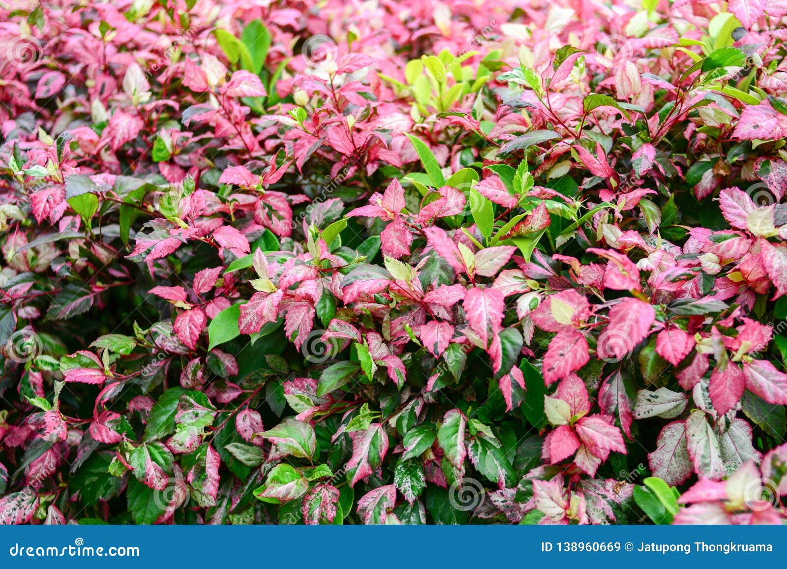 plant with pink and green leaves Plant identification: closed: green and pink leaves, 1 by myersscatzpal