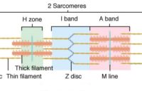 Z-Line Z-line • muscular, musculoskeletal • anatomyzone