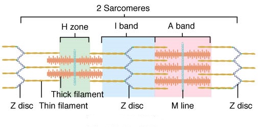 Z-Line Z-line • muscular, musculoskeletal • anatomyzone