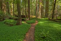 Forest Spirit relationships, ashe, herbs and the forest ~ real magic on the street