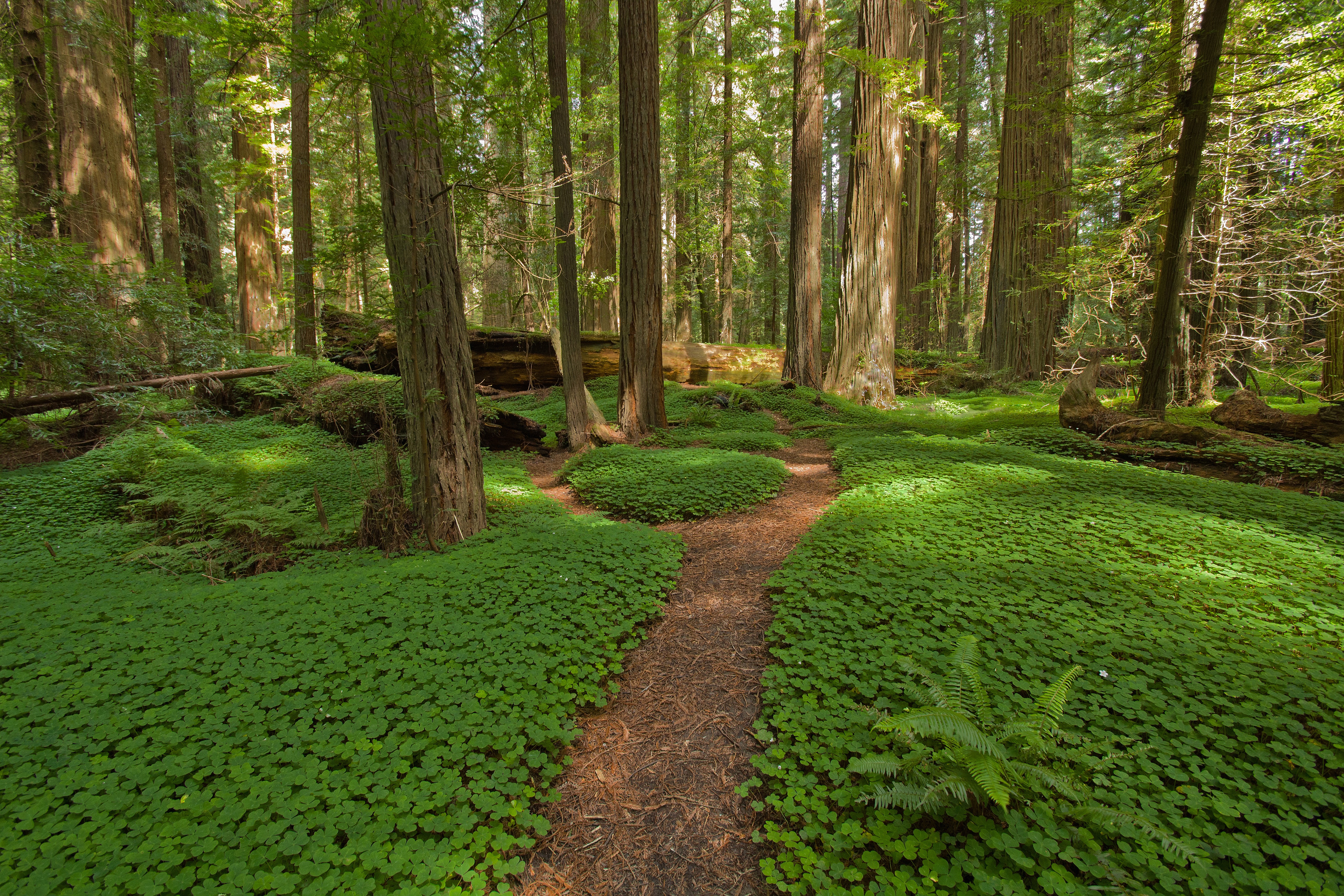 The Most Beautiful Forests in the World | HuffPost