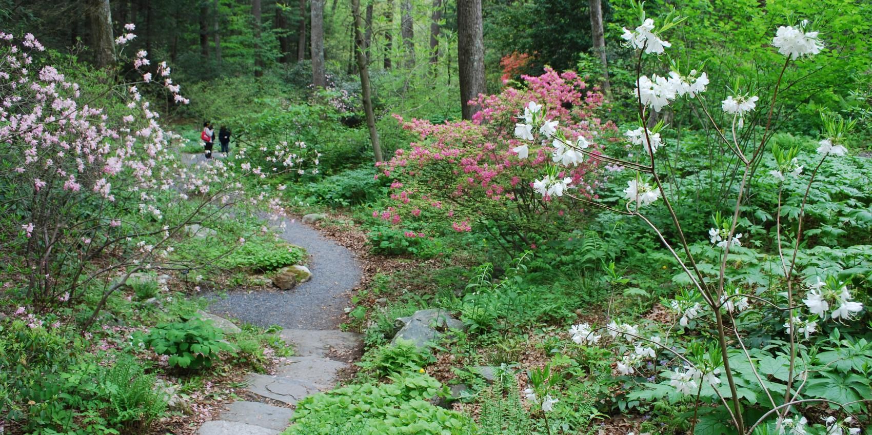 native plants for new england gardens Spring-blooming native plants for new england shade gardens