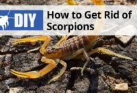 how to get rid of scorpions Rid scorpions permanently cobras don angry panic scorpion catch hit become try