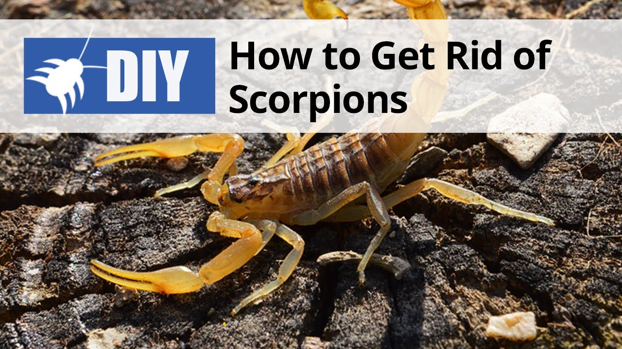 how to get rid of scorpions Rid scorpions permanently cobras don angry panic scorpion catch hit become try