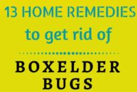 how do you get rid of boxelder bugs Boxelder bhg