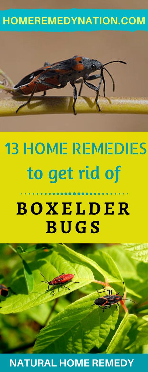 how do you get rid of boxelder bugs Boxelder bhg