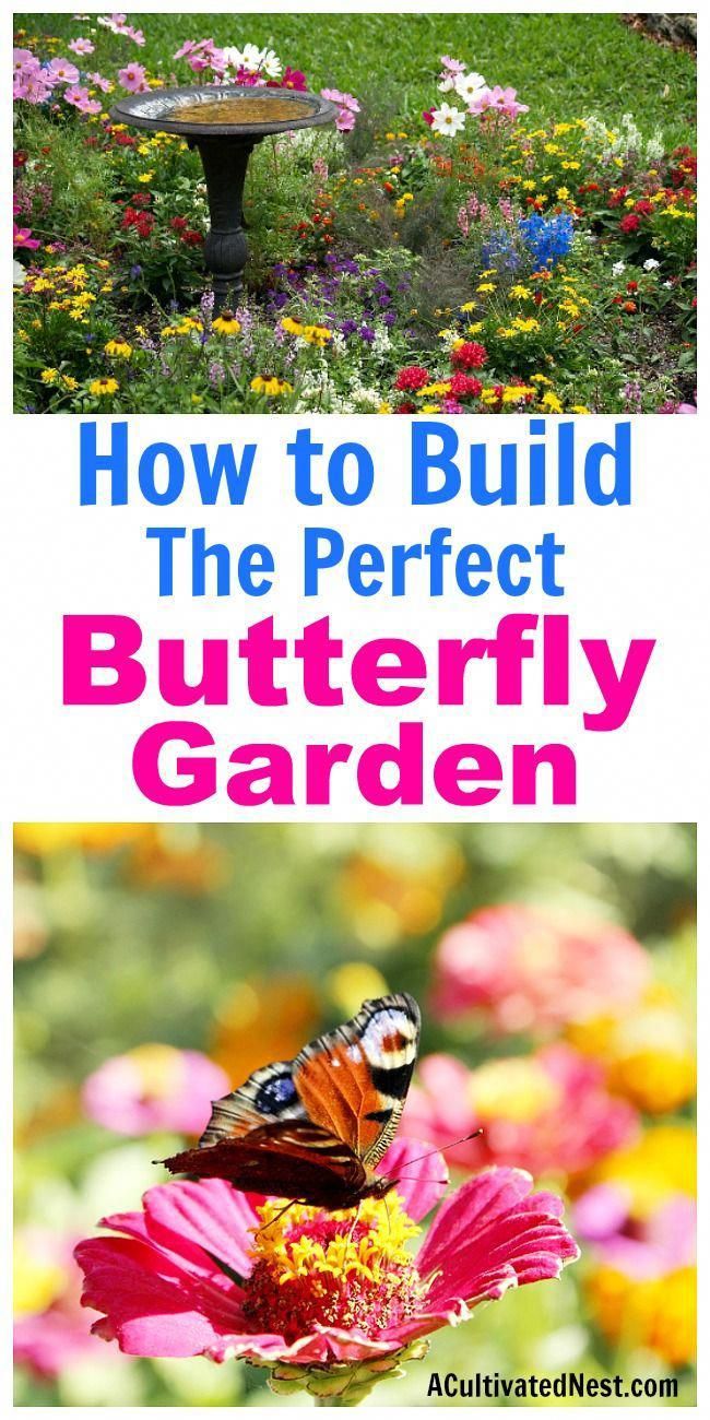 how to build a butterfly garden How to build a butterfly garden- it's really easy to start a butterfly