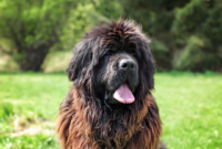 Large Most popular large dog breeds