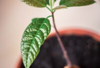 how to grow an avocado plant from an avocado pit Avocado züchten und pflanzen – tipps zum urbangarten #