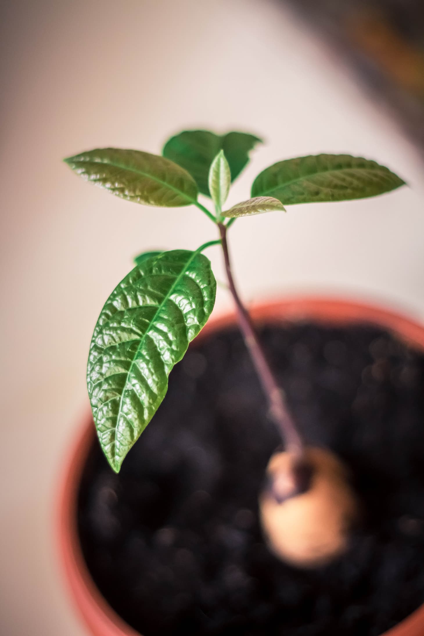 how to grow an avocado plant from an avocado pit Avocado züchten und pflanzen – tipps zum urbangarten #