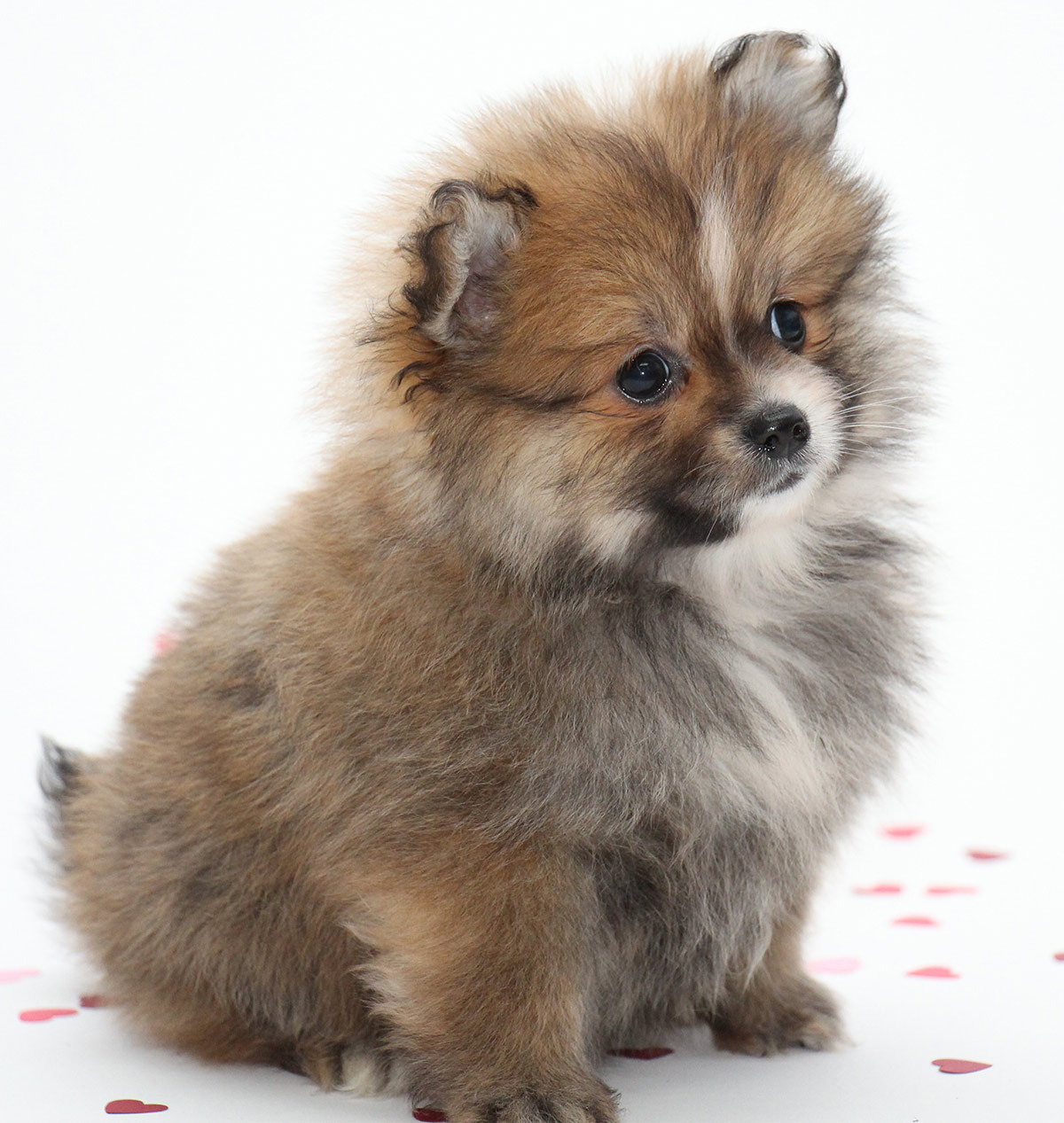 For Small Dogs 10 adorable dogs that stay small