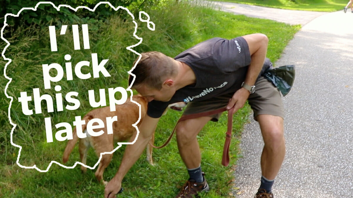 how do you put a dog down How to choose the best place for your dog to poop on a walk – babelbark