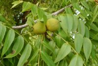 Black Walnut Walnut tree grow