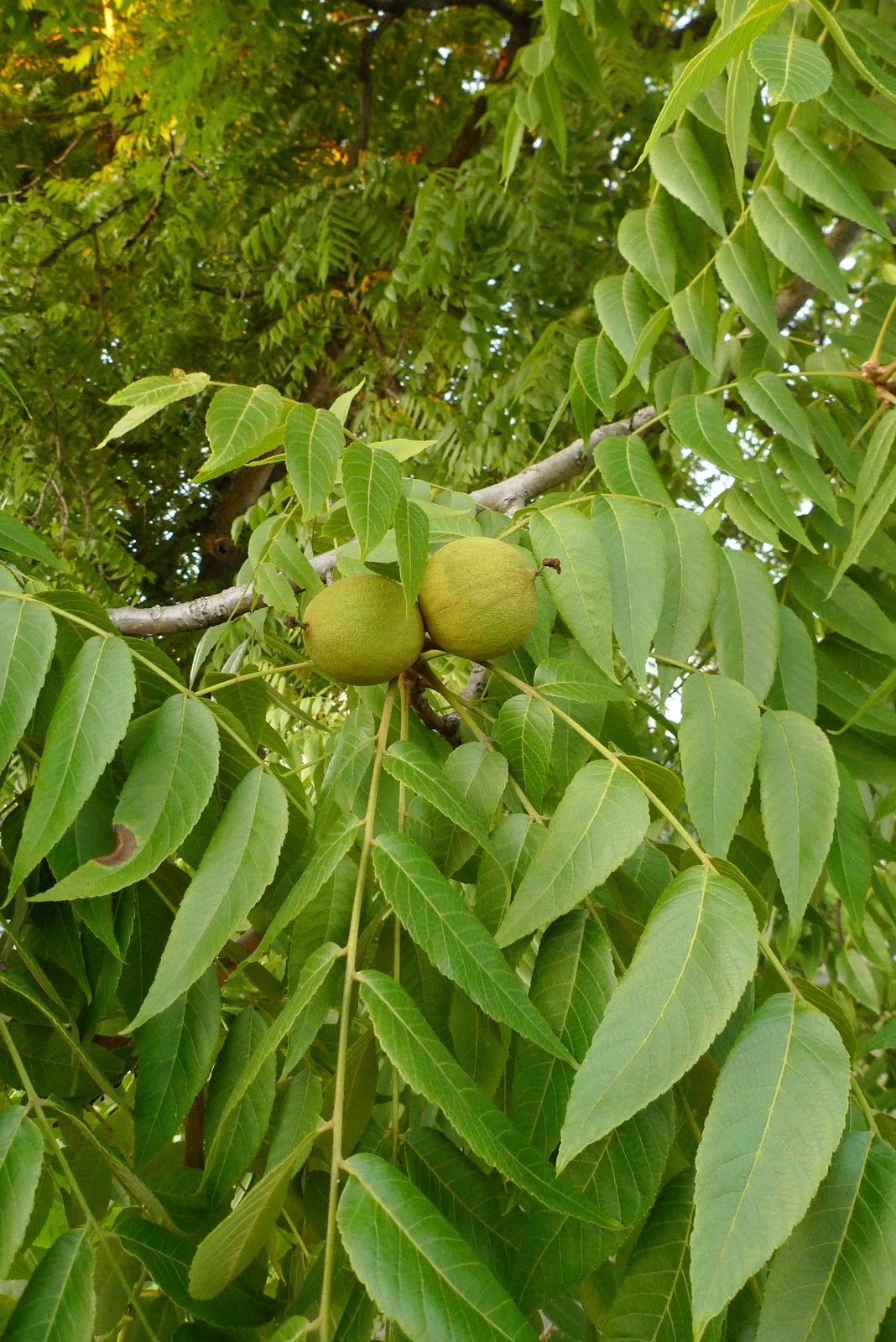 Wild Harvests: Black Walnut