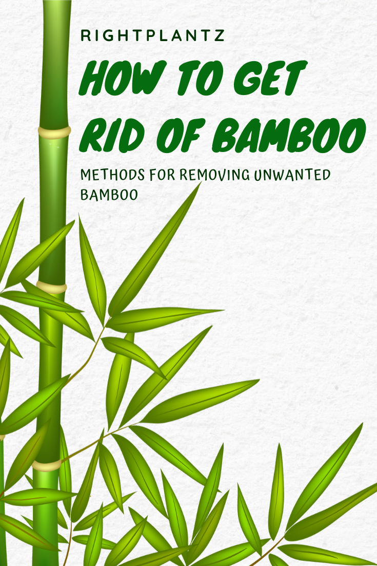 how to get rid of bamboo Pin on control bamboo