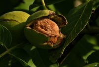 Walnut Whole walnut