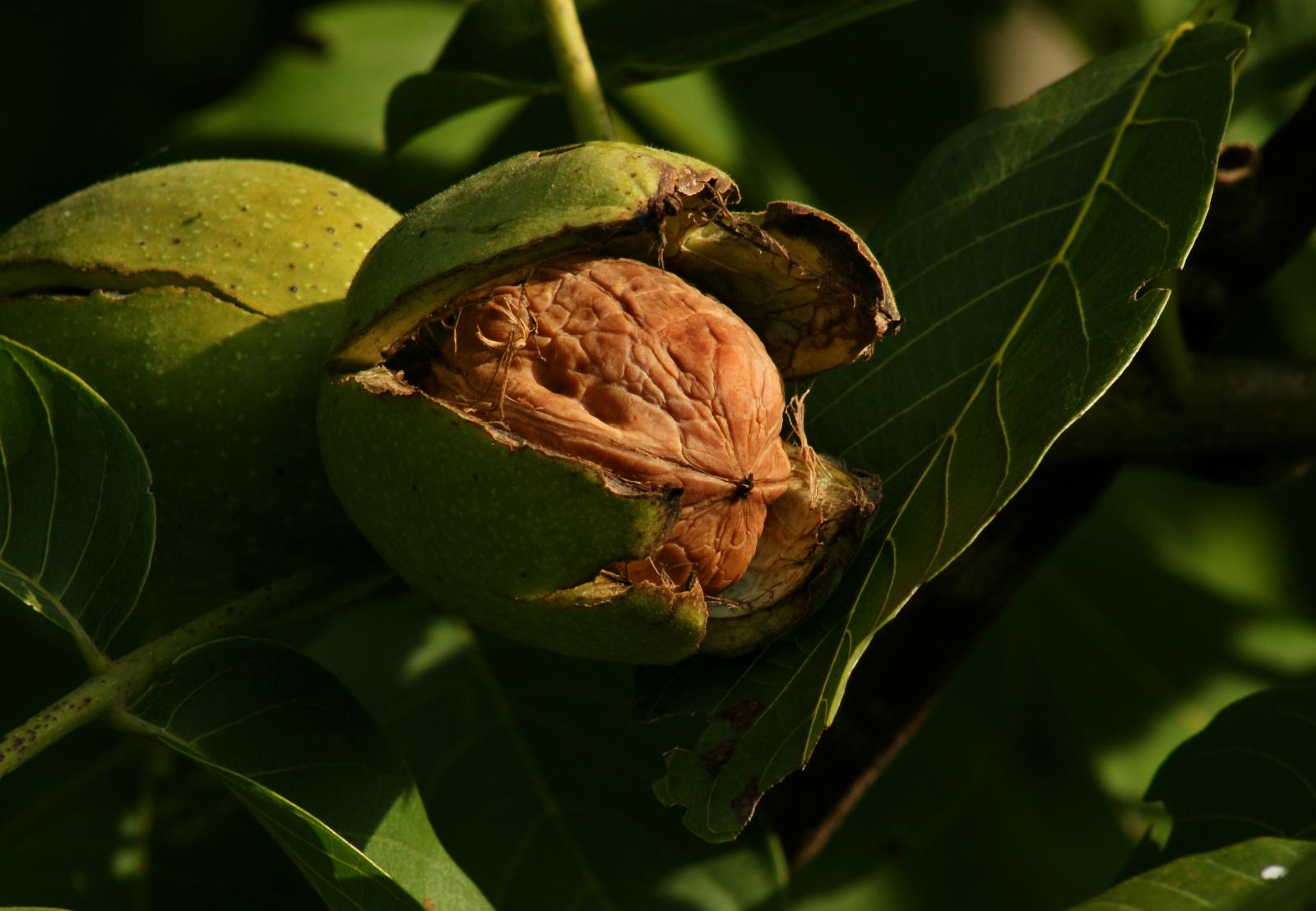 Walnut Whole walnut